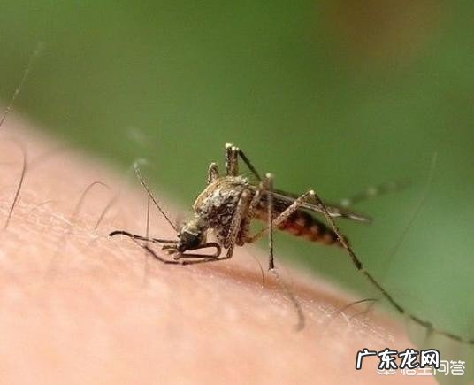 夏季蚊虫较多,蚊子喜欢什么样的人?如何避免蚊虫叮咬?