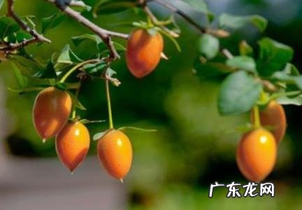 老鸦柿雌雄都要养吗 老鸦柿雌雄都要养吗怎么养