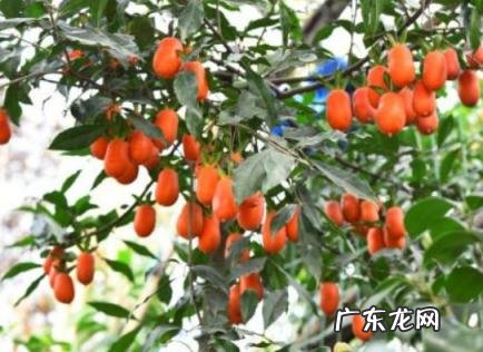 老鸦柿雌雄都要养吗 老鸦柿雌雄都要养吗怎么养