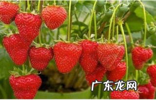 草莓生长记录表简图 草莓的生长过程图片和文字