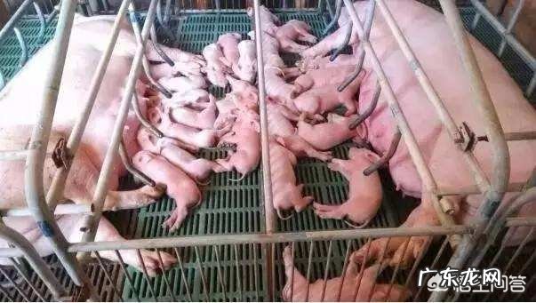 初产母猪在130天才生产,并且产出的是黑死猪,这什么病怎么办?