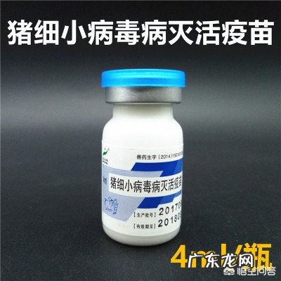 初产母猪在130天才生产,并且产出的是黑死猪,这什么病怎么办?