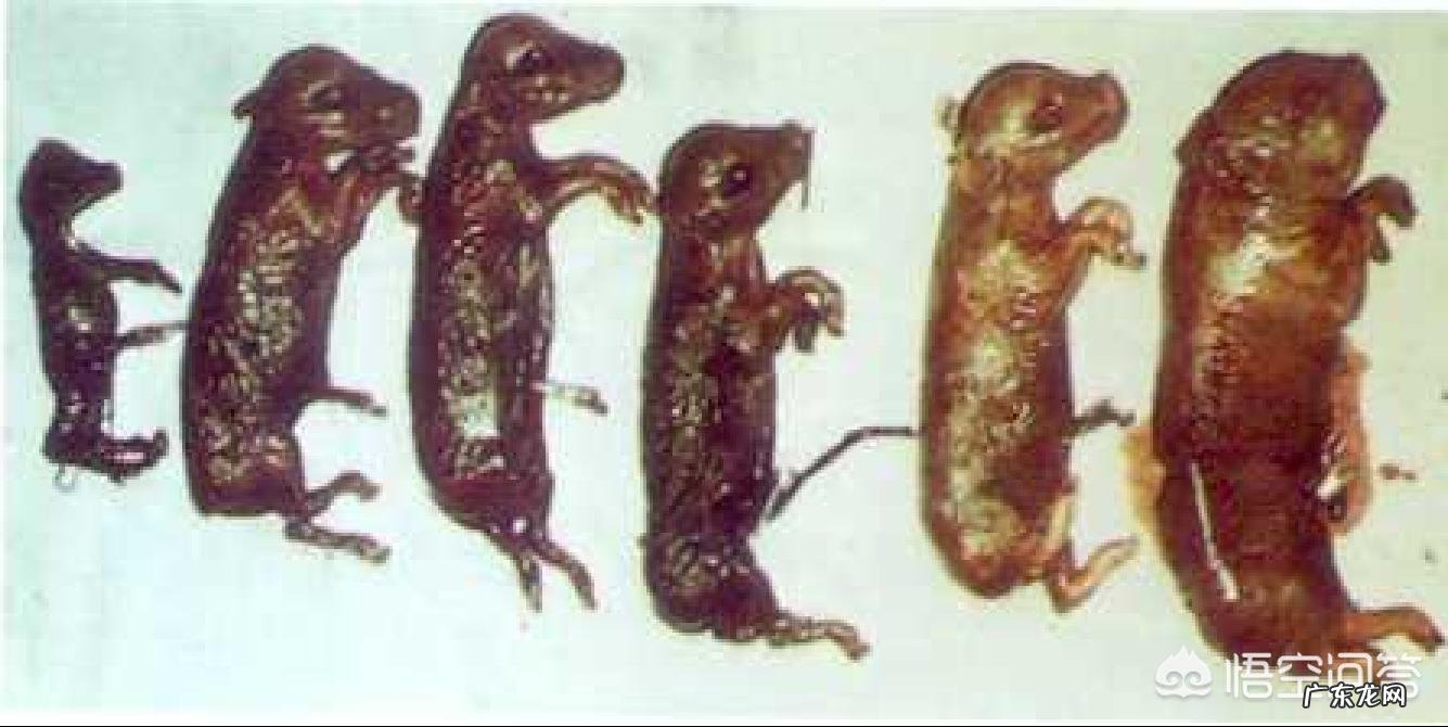 初产母猪在130天才生产,并且产出的是黑死猪,这什么病怎么办?