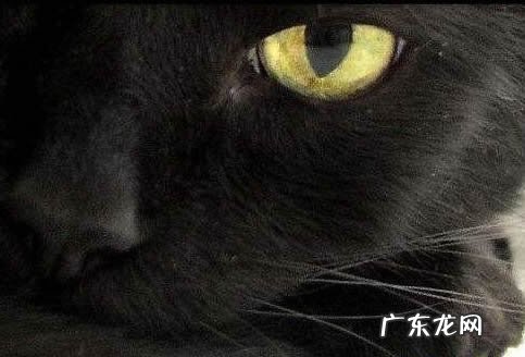 养猫有什么不好的说法吗 从风水的角度养猫好不好