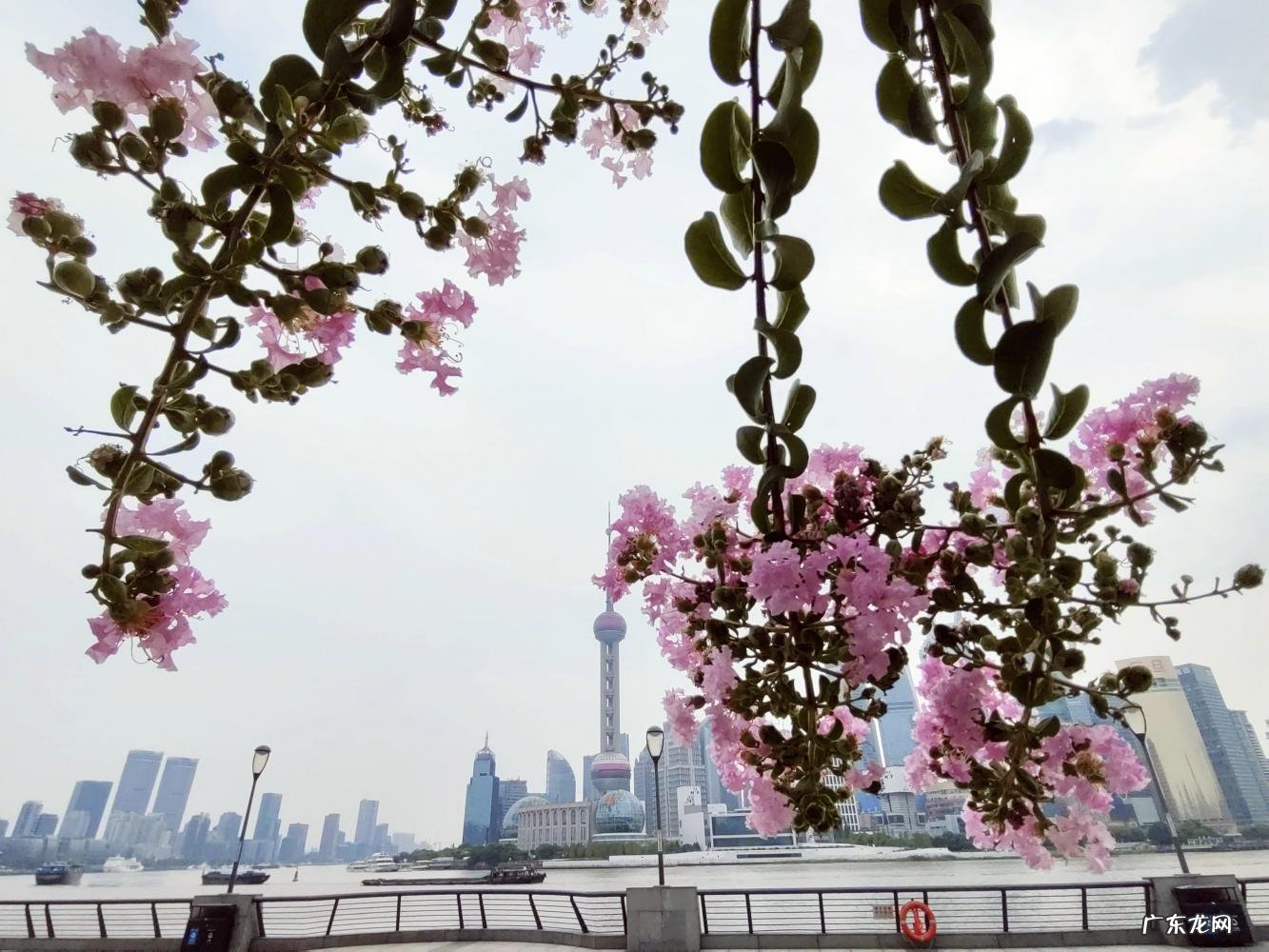 上海市市花原来是什么? 上海市的市花是什么样的他有什么像