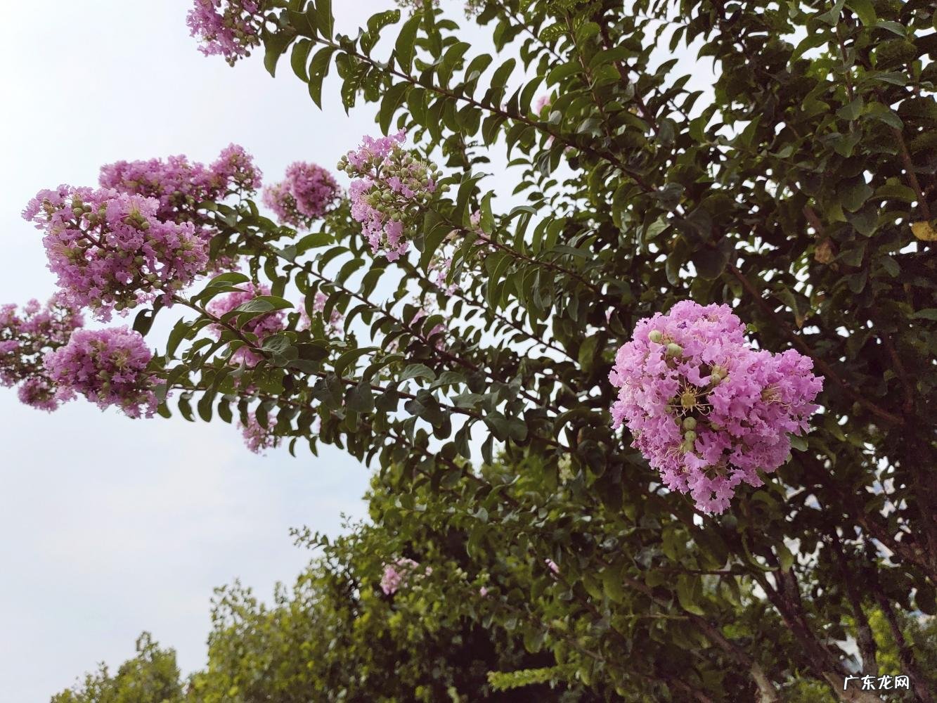 上海市市花原来是什么? 上海市的市花是什么样的他有什么像