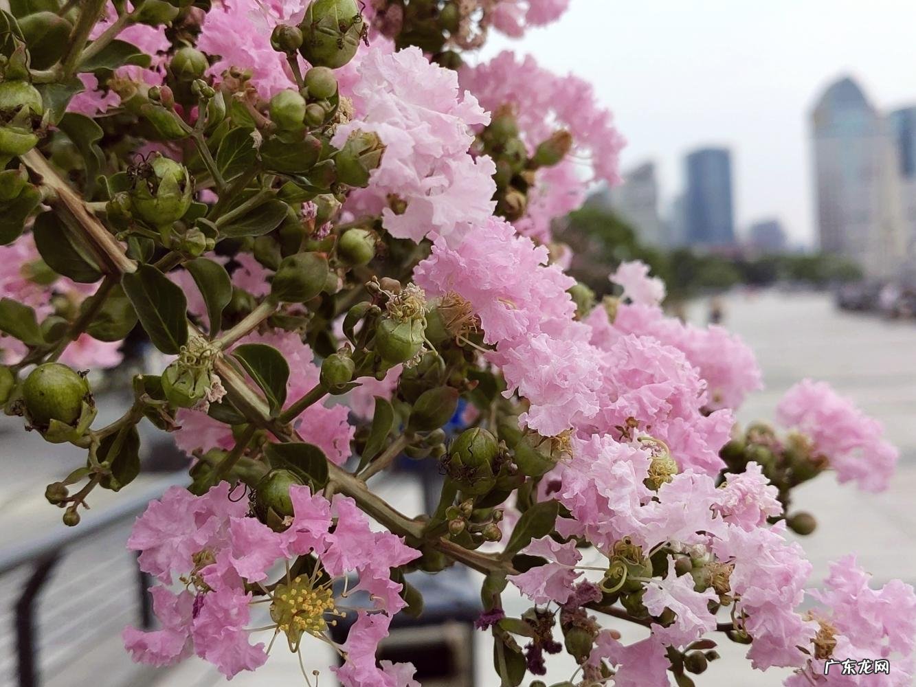 上海市市花原来是什么? 上海市的市花是什么样的他有什么像