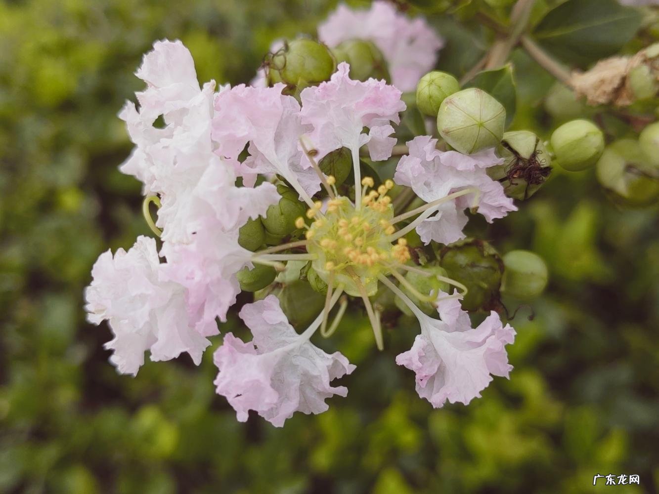 上海市市花原来是什么? 上海市的市花是什么样的他有什么像