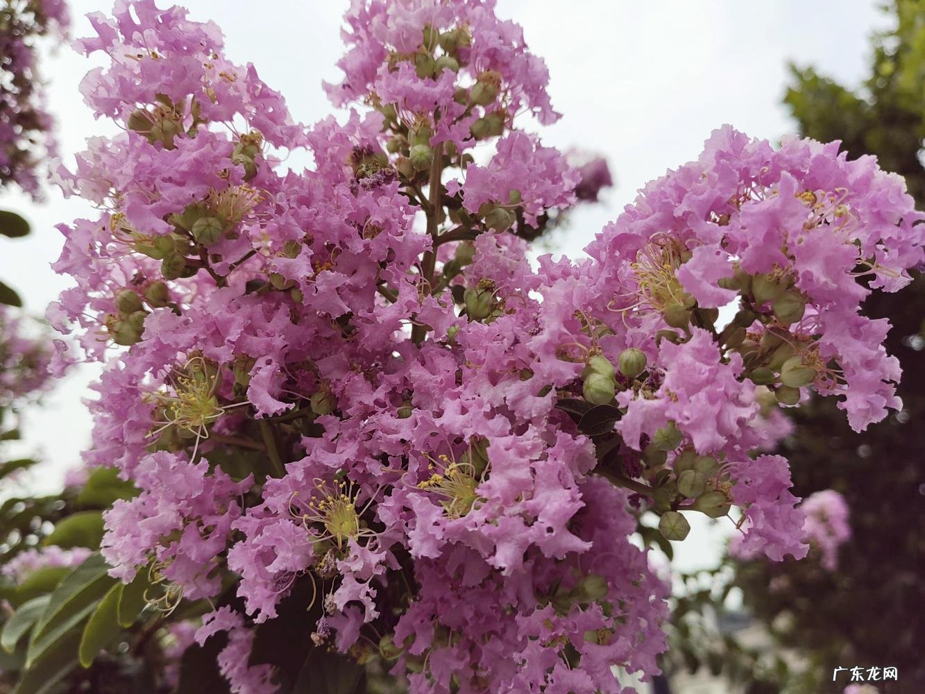上海市市花原来是什么? 上海市的市花是什么样的他有什么像