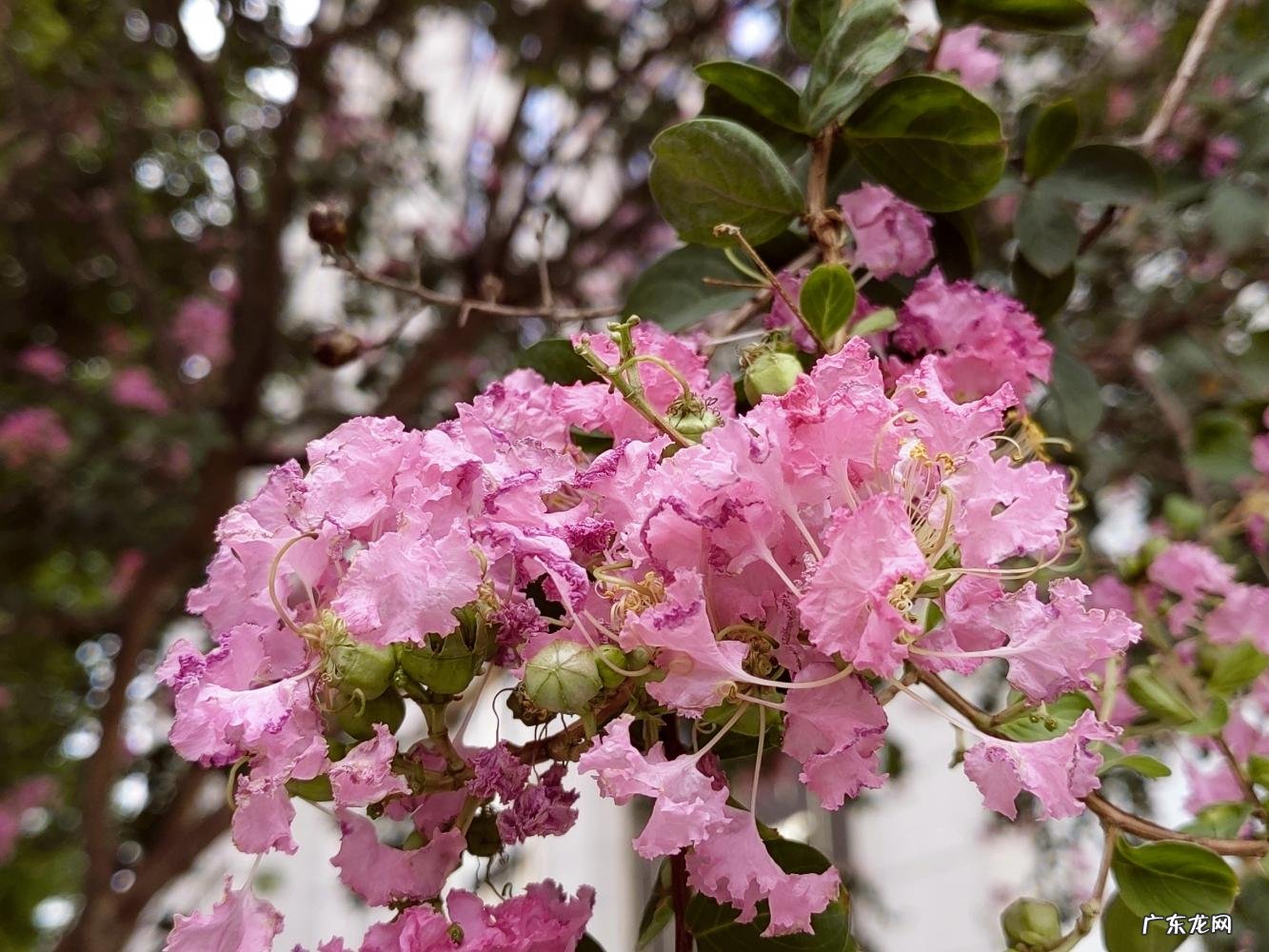 上海市市花原来是什么? 上海市的市花是什么样的他有什么像