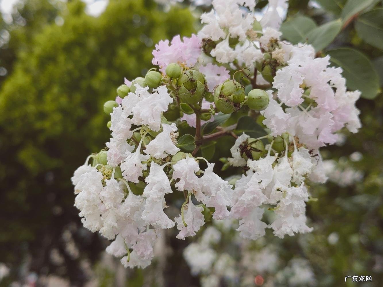 上海市市花原来是什么? 上海市的市花是什么样的他有什么像