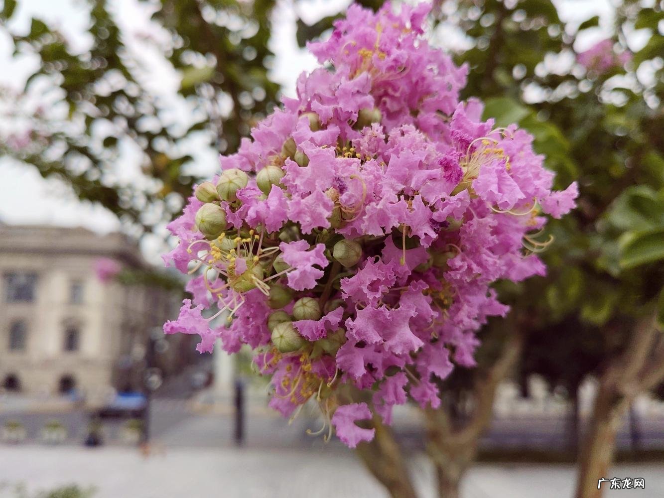 上海市市花原来是什么? 上海市的市花是什么样的他有什么像