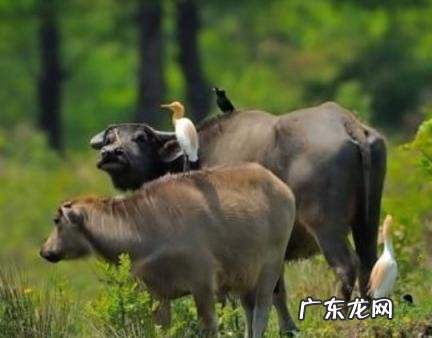 为何属牛的不怕本命年 为何属牛的不怕本命年祝福语