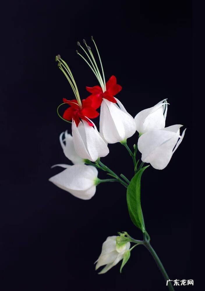 龙吐珠 龙吐珠风水寓意