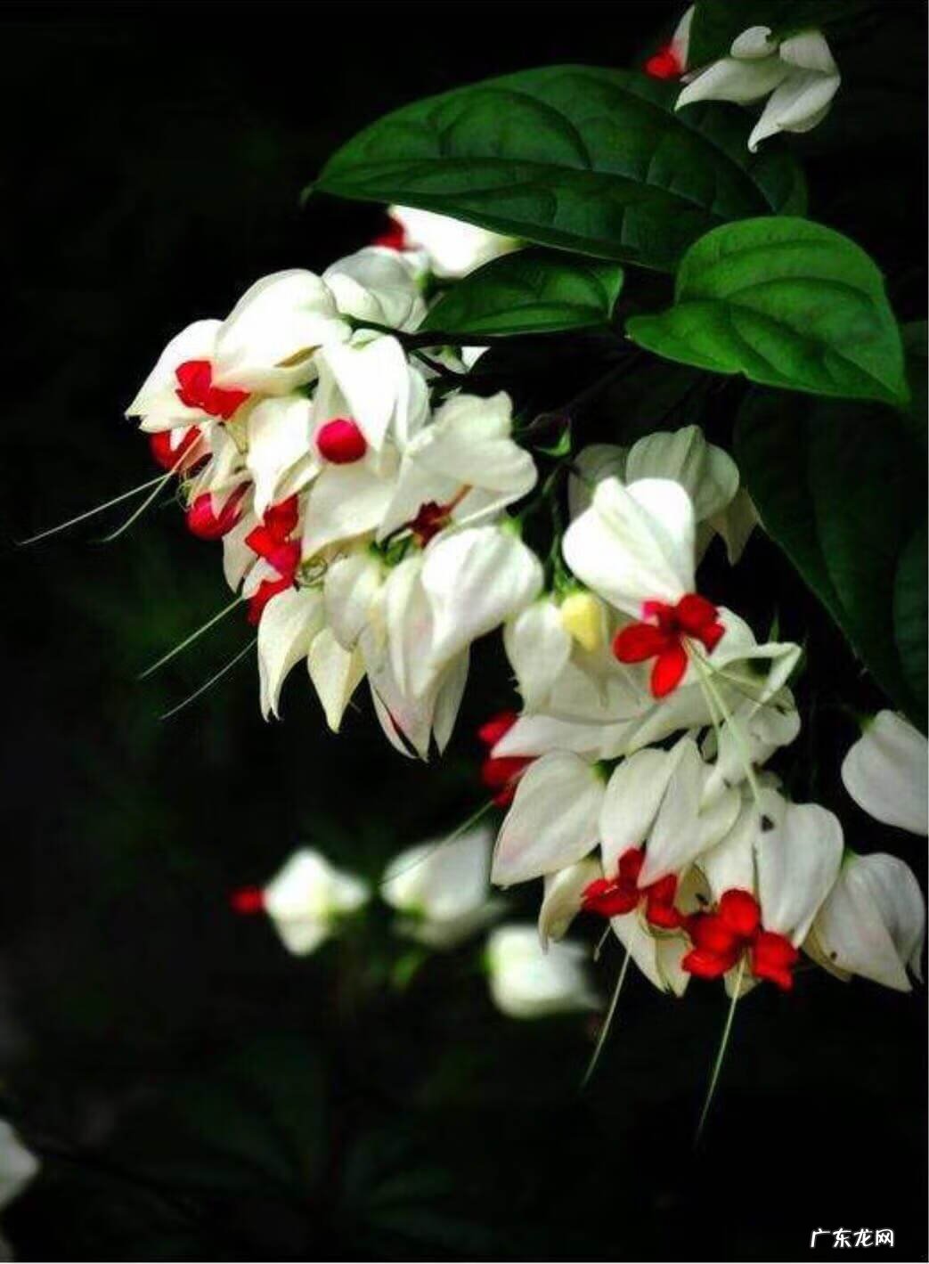 龙吐珠 龙吐珠风水寓意