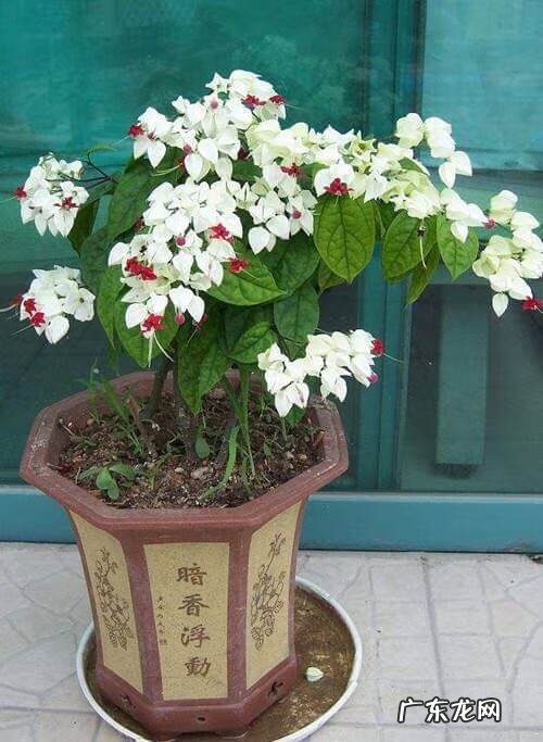 龙吐珠 龙吐珠风水寓意