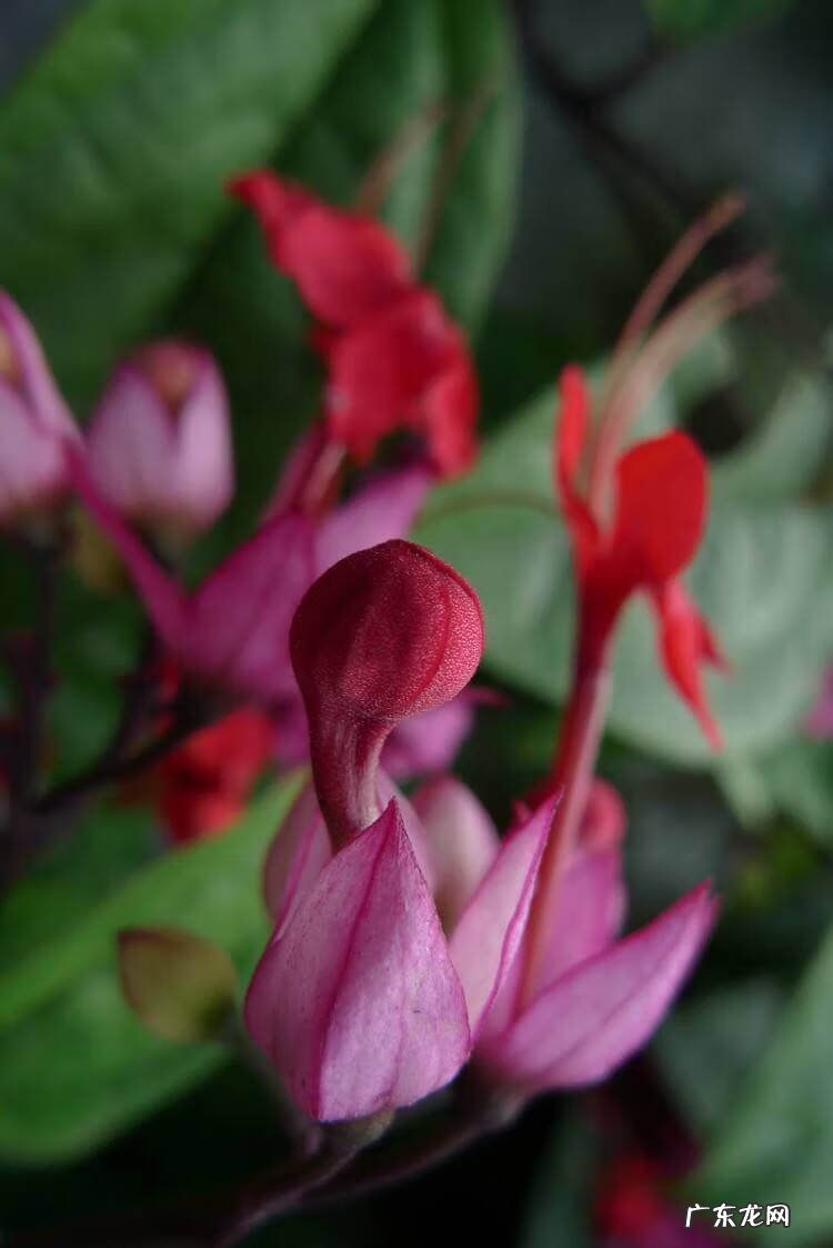 龙吐珠 龙吐珠风水寓意