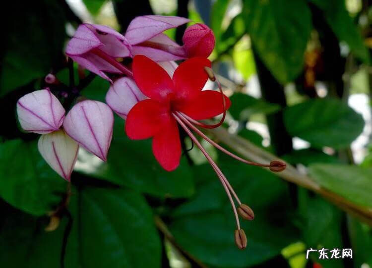 龙吐珠 龙吐珠风水寓意