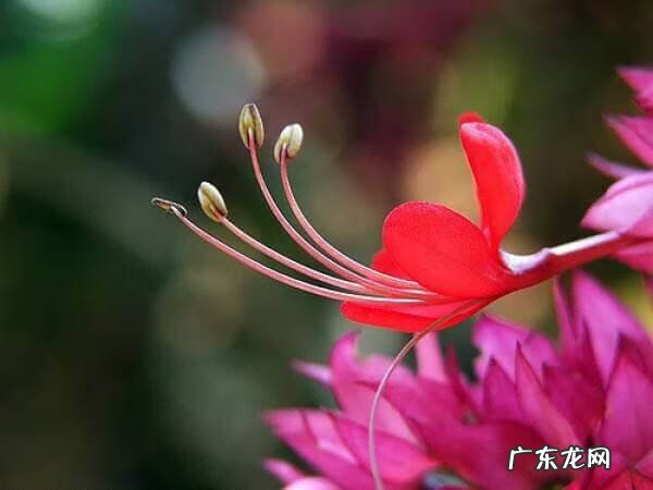 龙吐珠 龙吐珠风水寓意