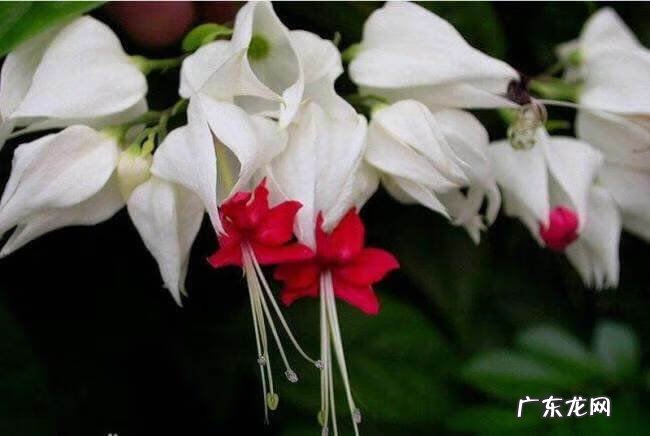 龙吐珠 龙吐珠风水寓意