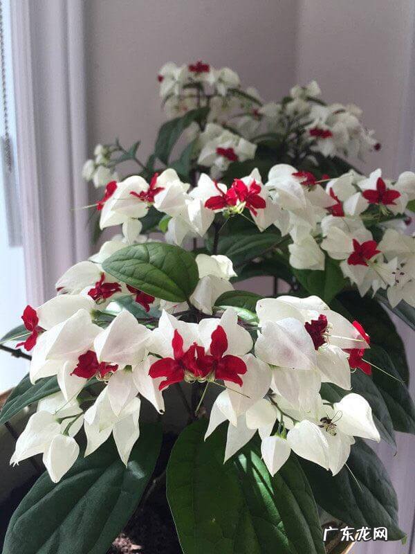 龙吐珠 龙吐珠风水寓意