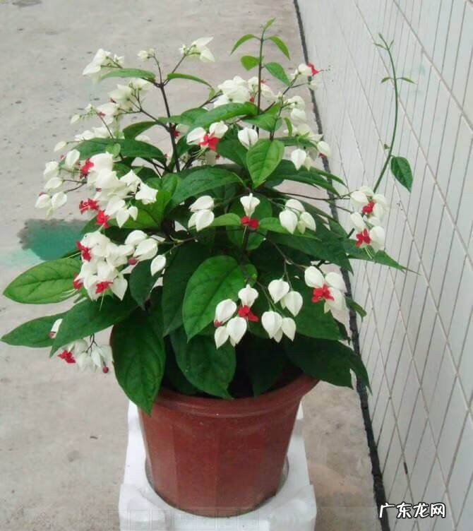 龙吐珠 龙吐珠风水寓意