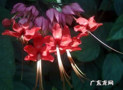 龙吐珠 龙吐珠风水寓意