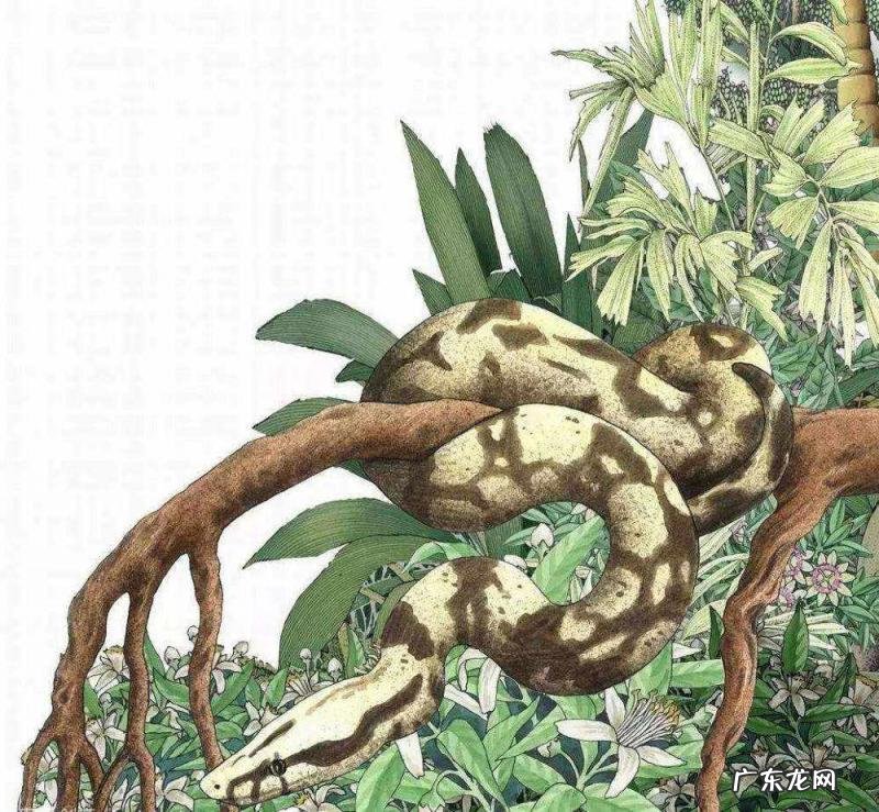 中国最大一条蛇多大乔戈里峰有人登过顶没 中国最大的蛇有多少米