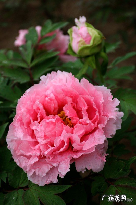 你们那里农村土特产都有什么?