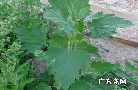 灰菜能吃吗有毒吗图片 吃灰菜有毒吗