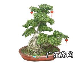 家里养榕树盆景风水上说好不好 家里养榕树盆景好不好呢图片
