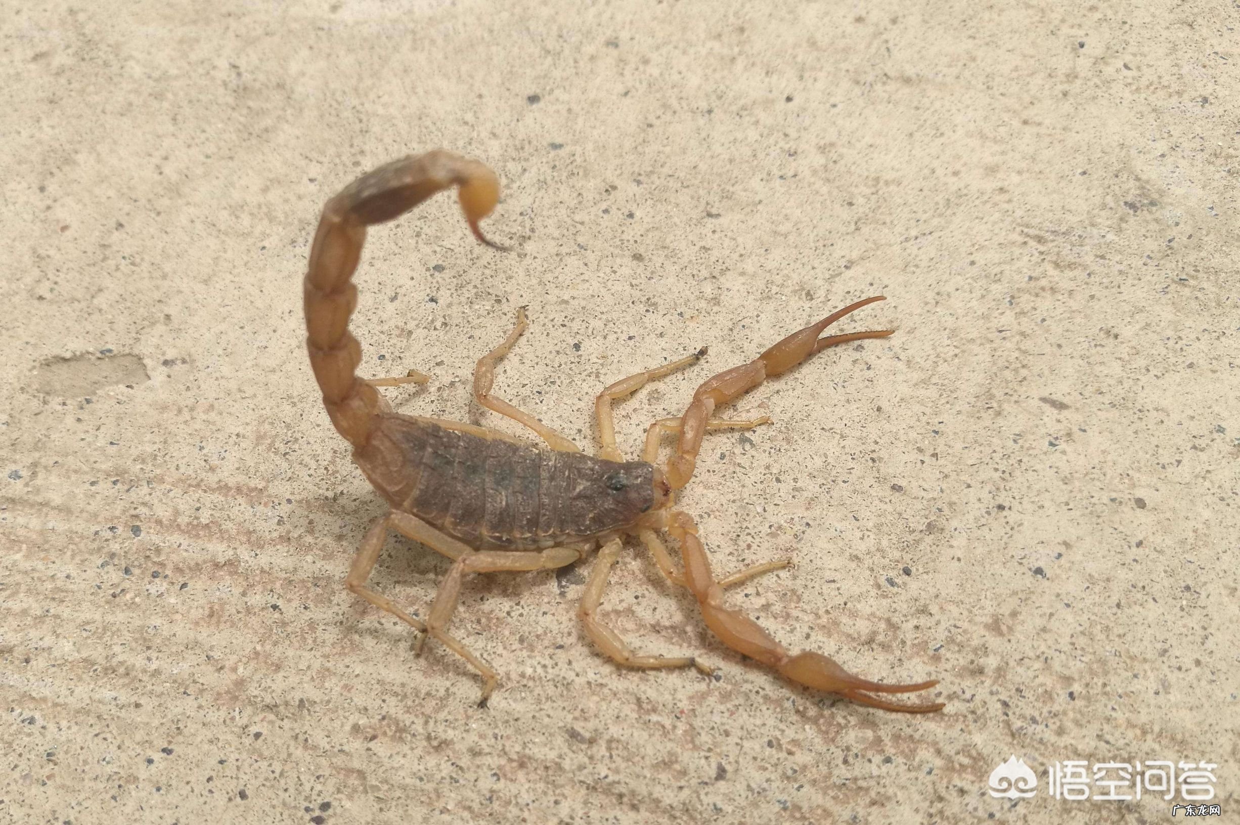 在农村夏天有什么令人开心的事情吗?