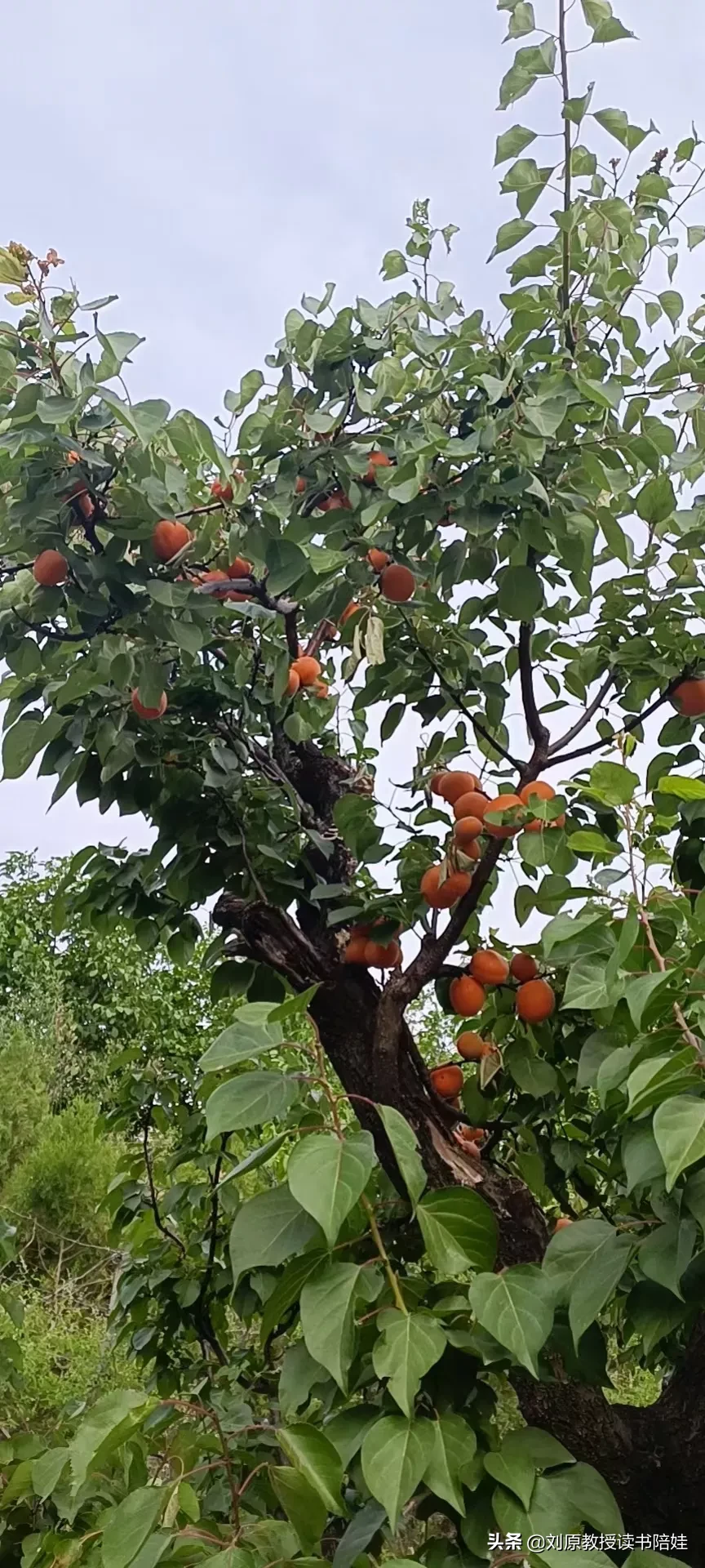 健康的标准有哪些?