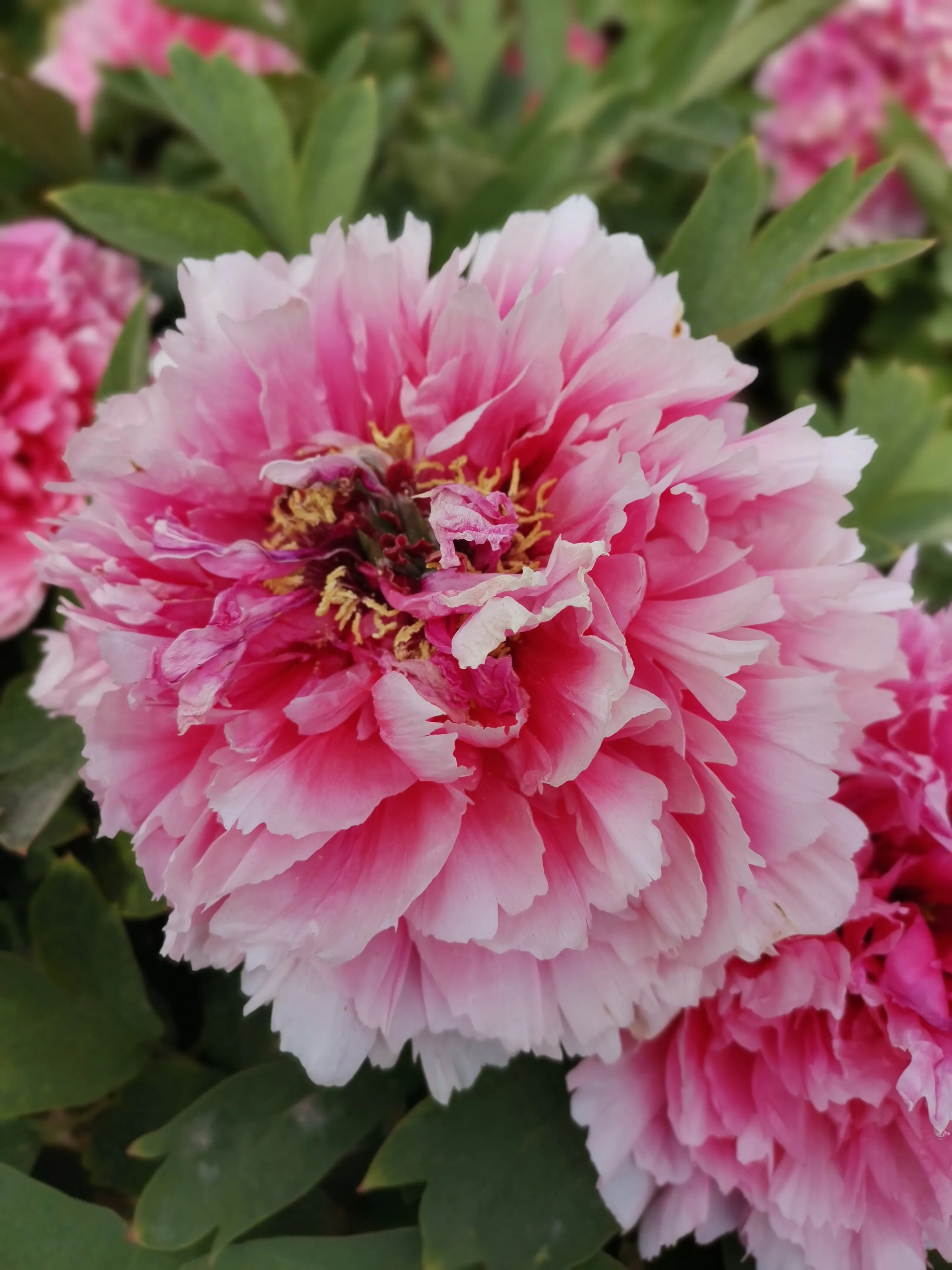 你手机里记录春天最美的照片有吗?怎么样?