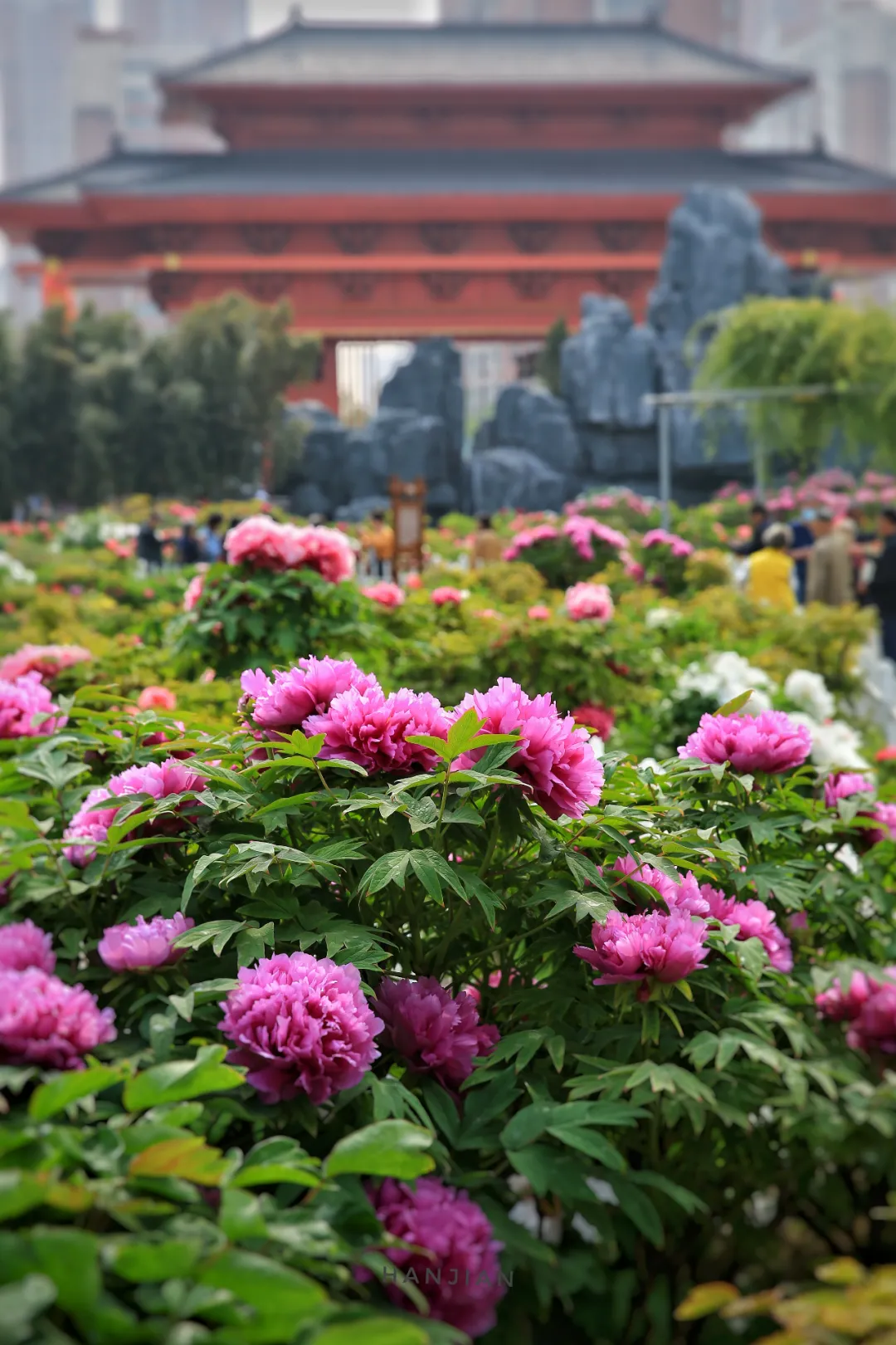 你手机里记录春天最美的照片有吗?怎么样?