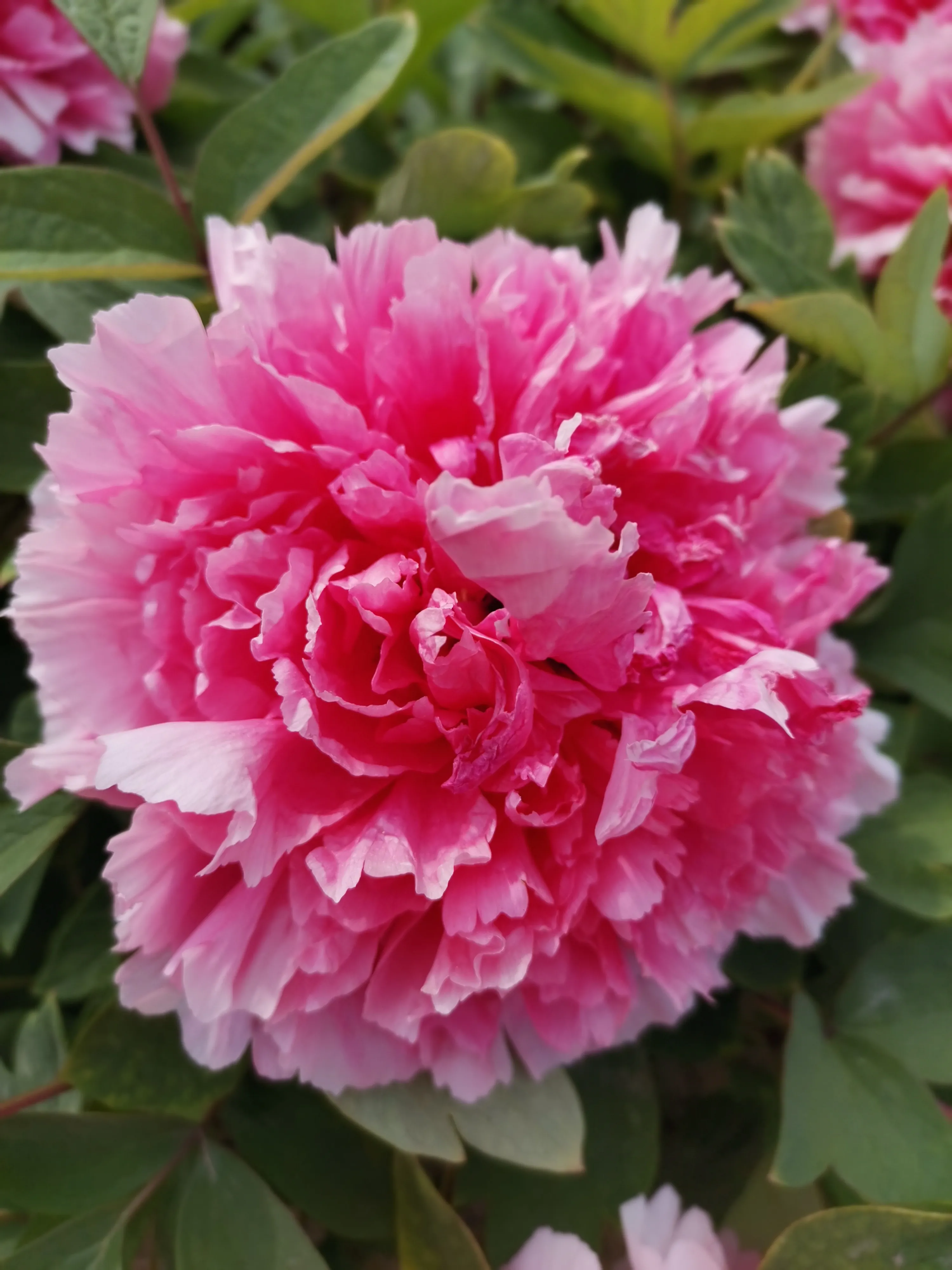 你手机里记录春天最美的照片有吗?怎么样?