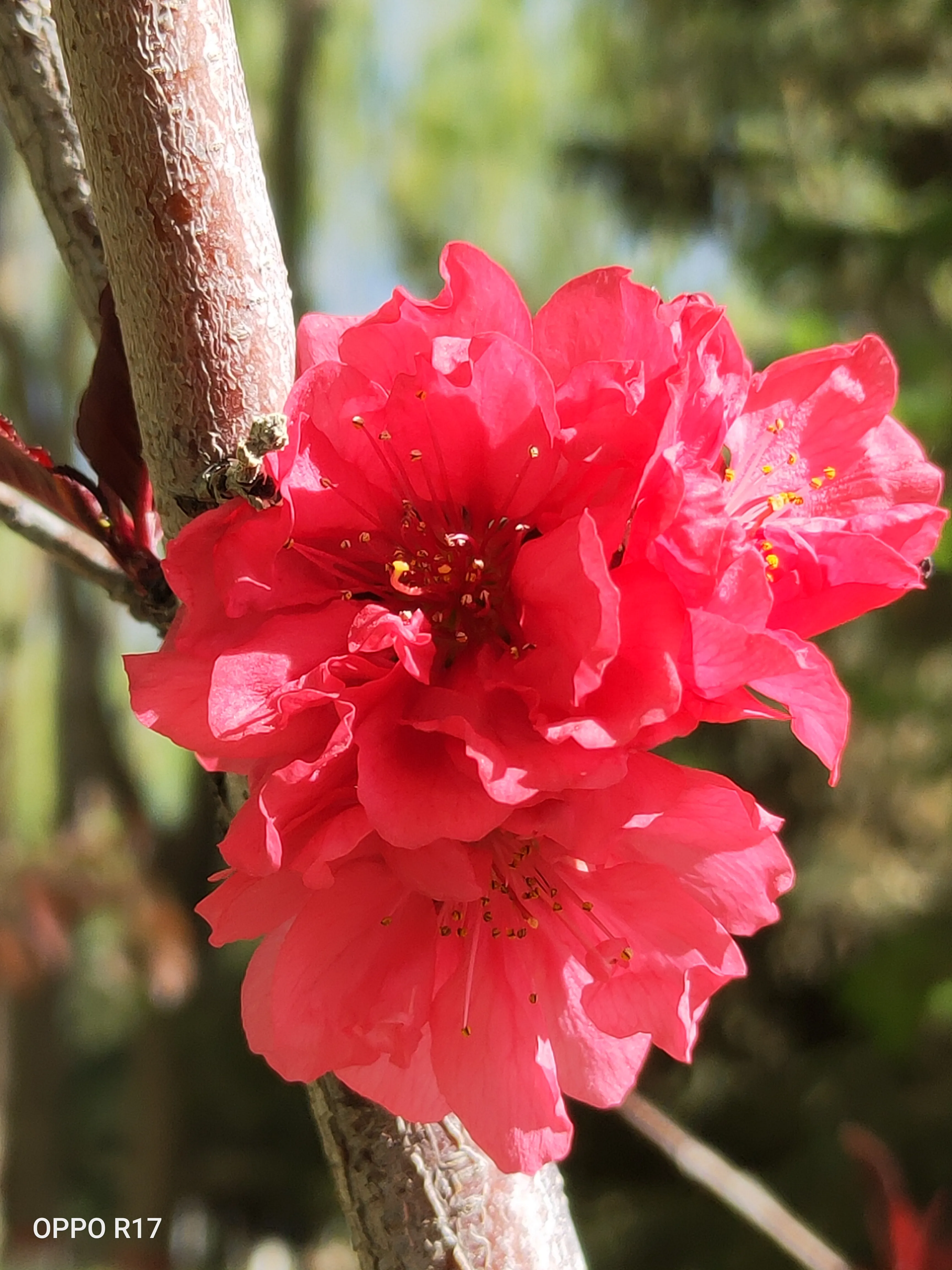 你手机里记录春天最美的照片有吗?怎么样?