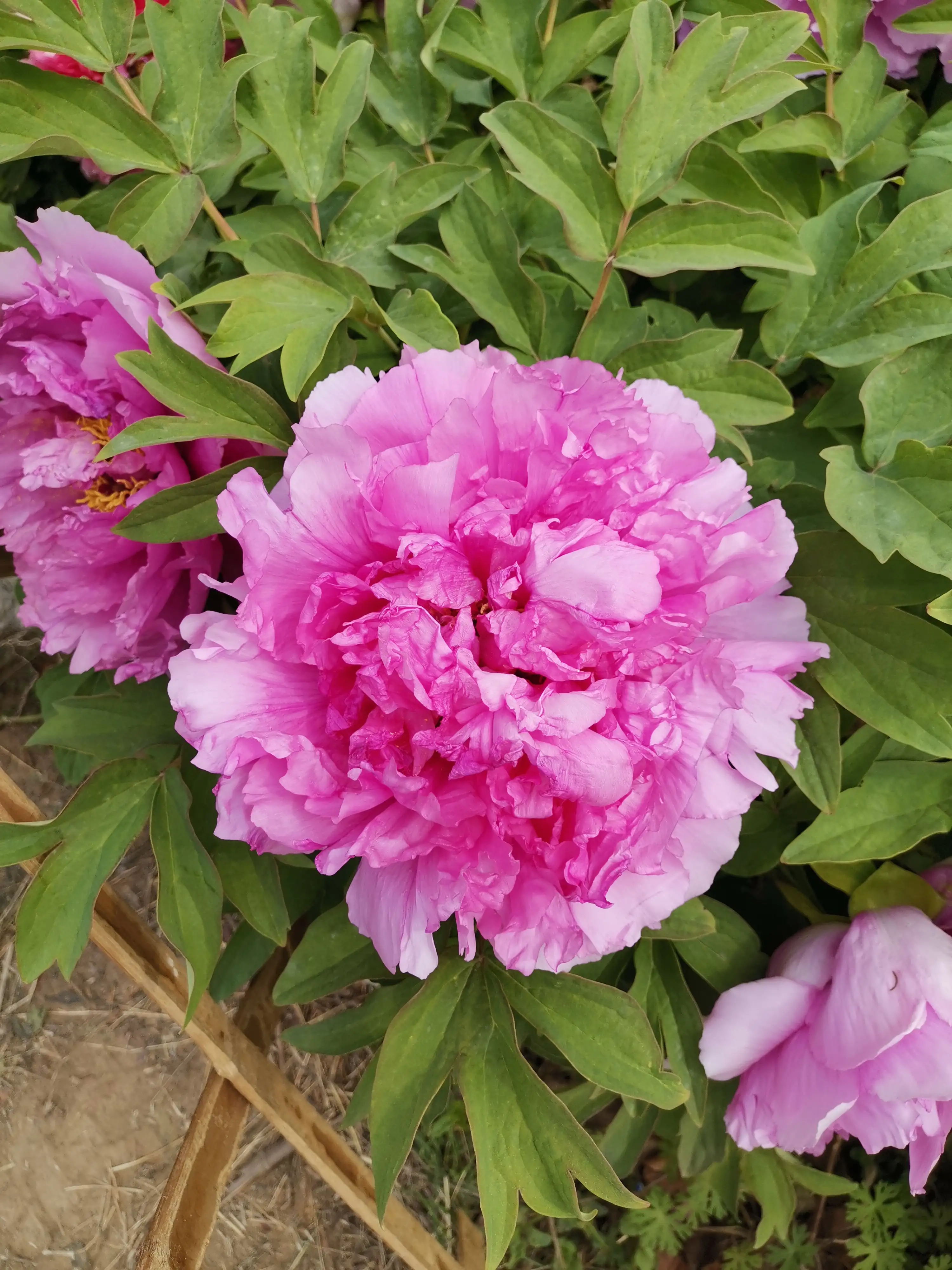 你手机里记录春天最美的照片有吗?怎么样?