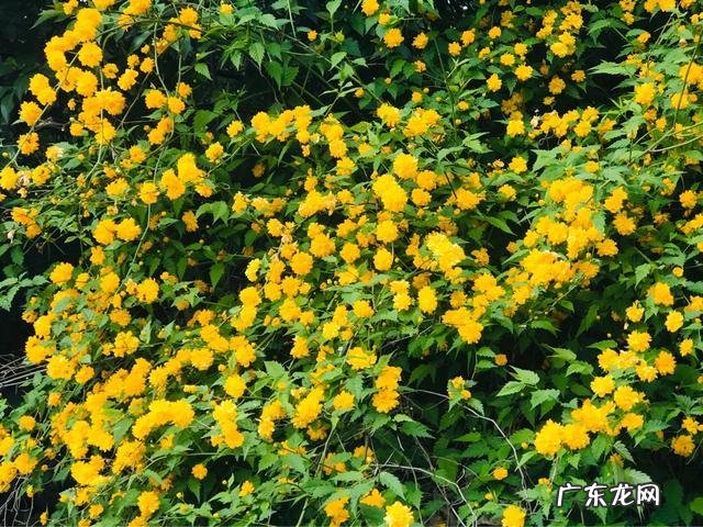 你手机里记录春天最美的照片有吗?怎么样?