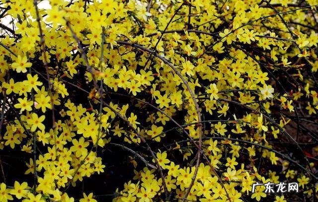 你手机里记录春天最美的照片有吗?怎么样?