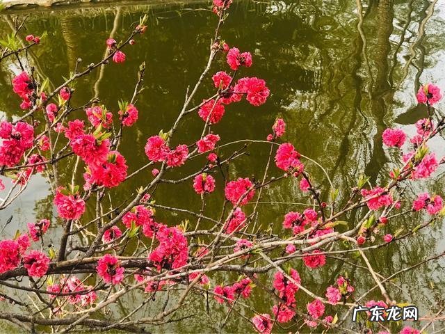 你手机里记录春天最美的照片有吗?怎么样?