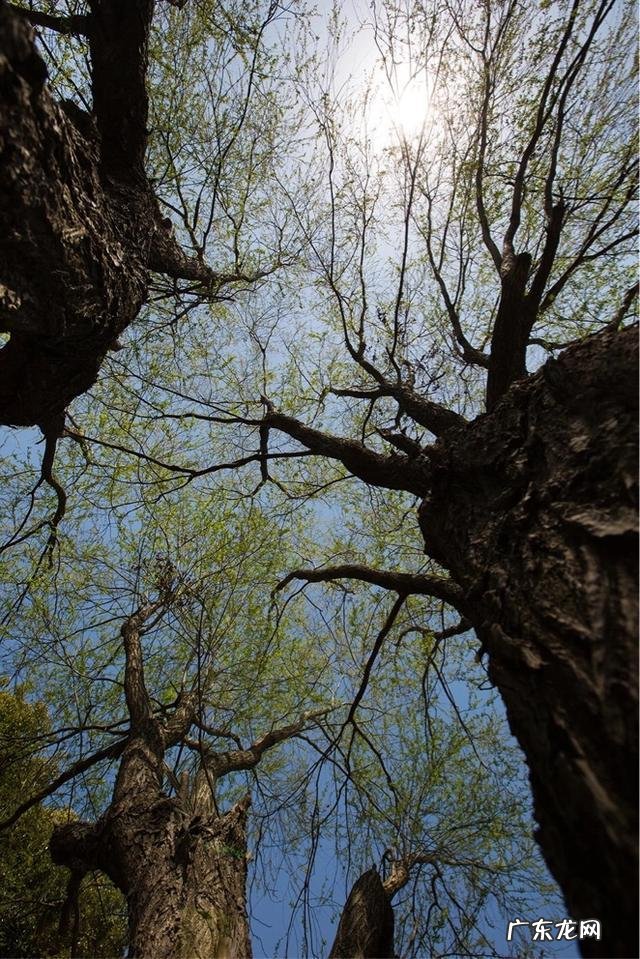 你手机里记录春天最美的照片有吗?怎么样?