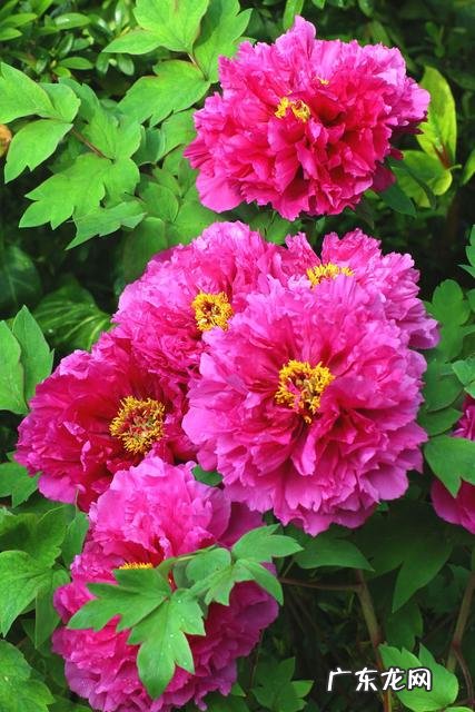 你手机里记录春天最美的照片有吗?怎么样?