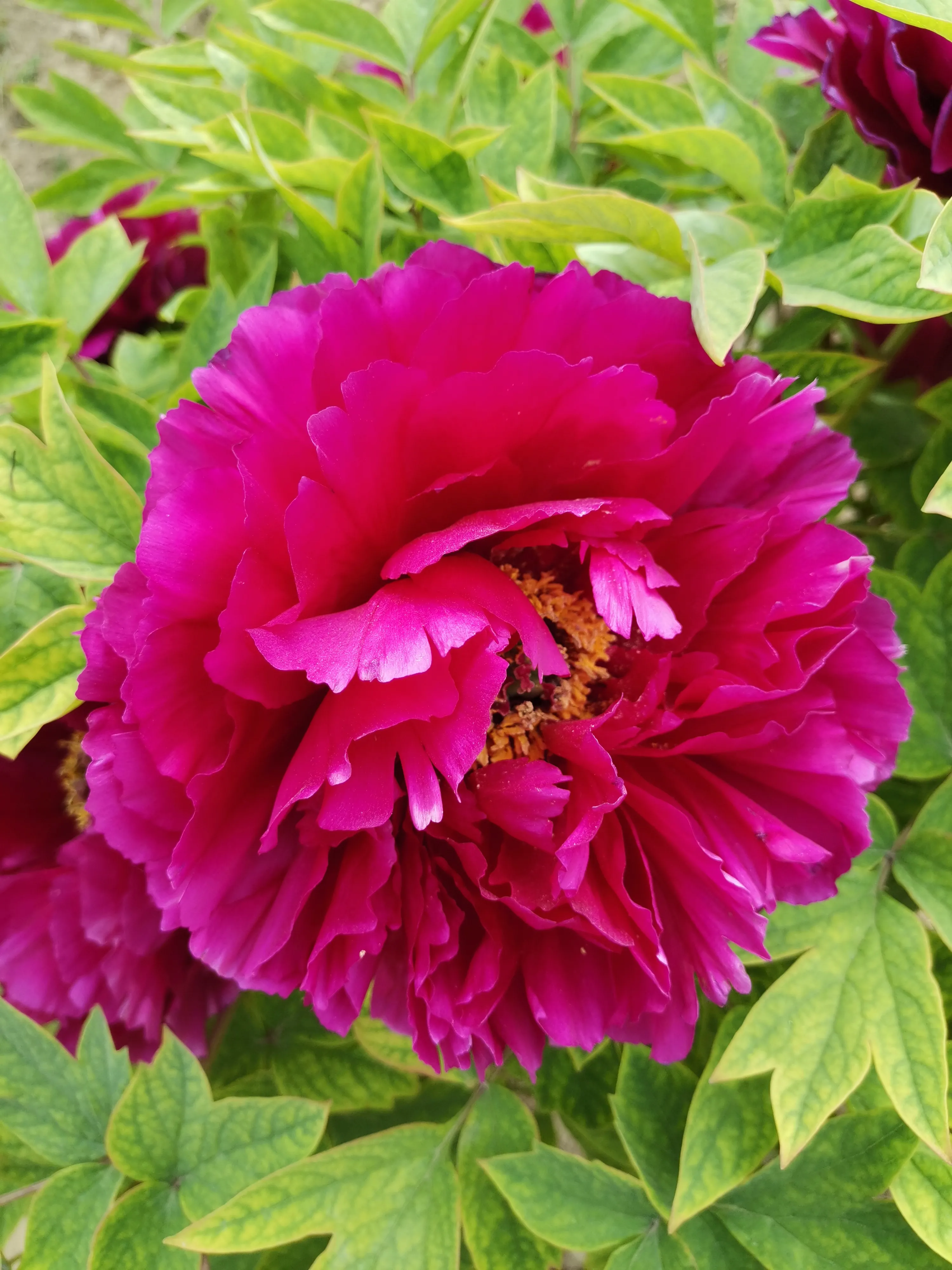 你手机里记录春天最美的照片有吗?怎么样?