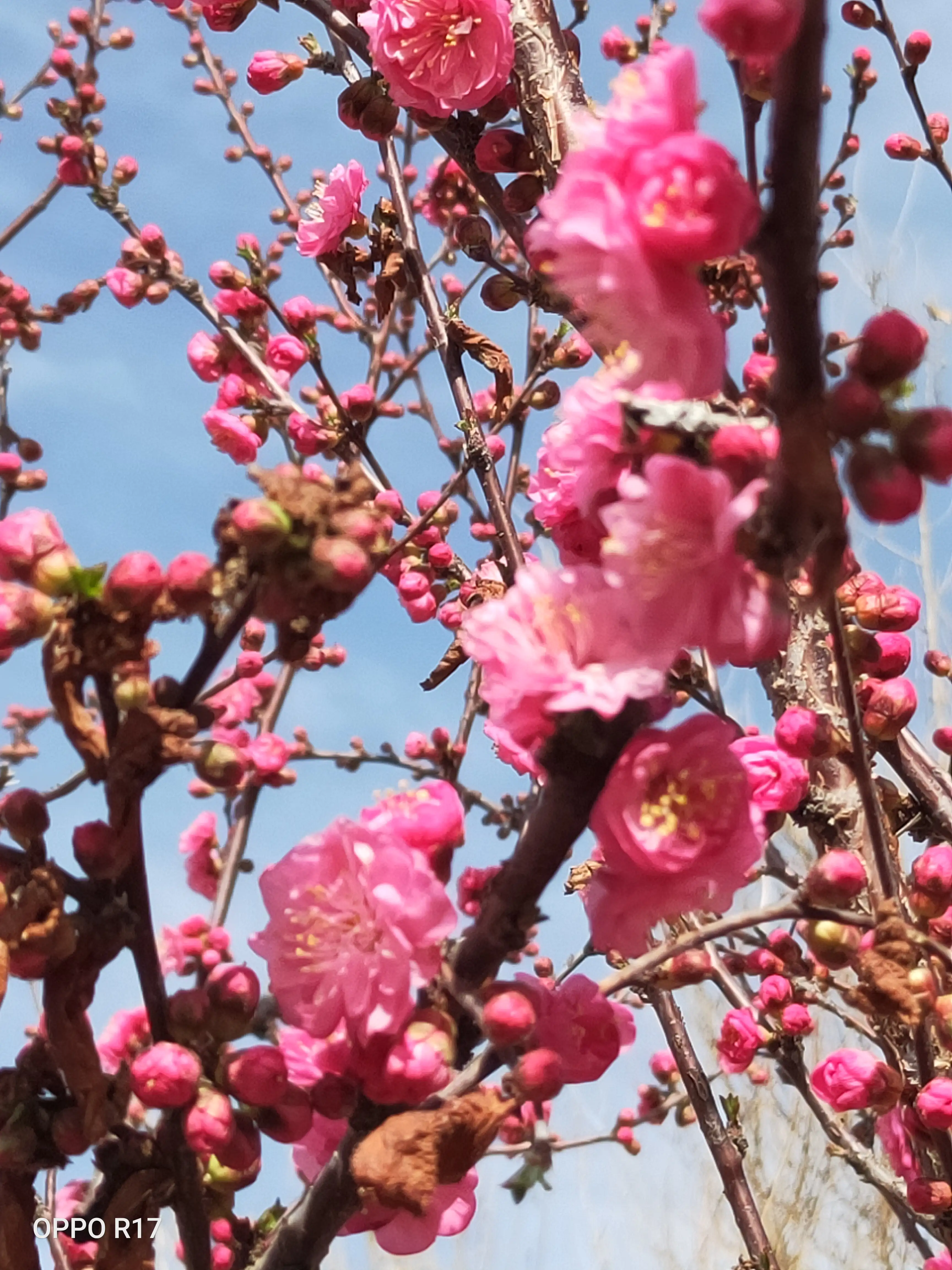 你手机里记录春天最美的照片有吗?怎么样?