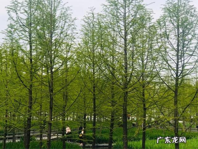 你手机里记录春天最美的照片有吗?怎么样?