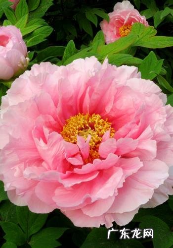 你手机里记录春天最美的照片有吗?怎么样?