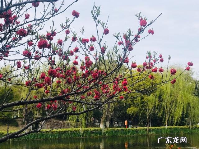 你手机里记录春天最美的照片有吗?怎么样?