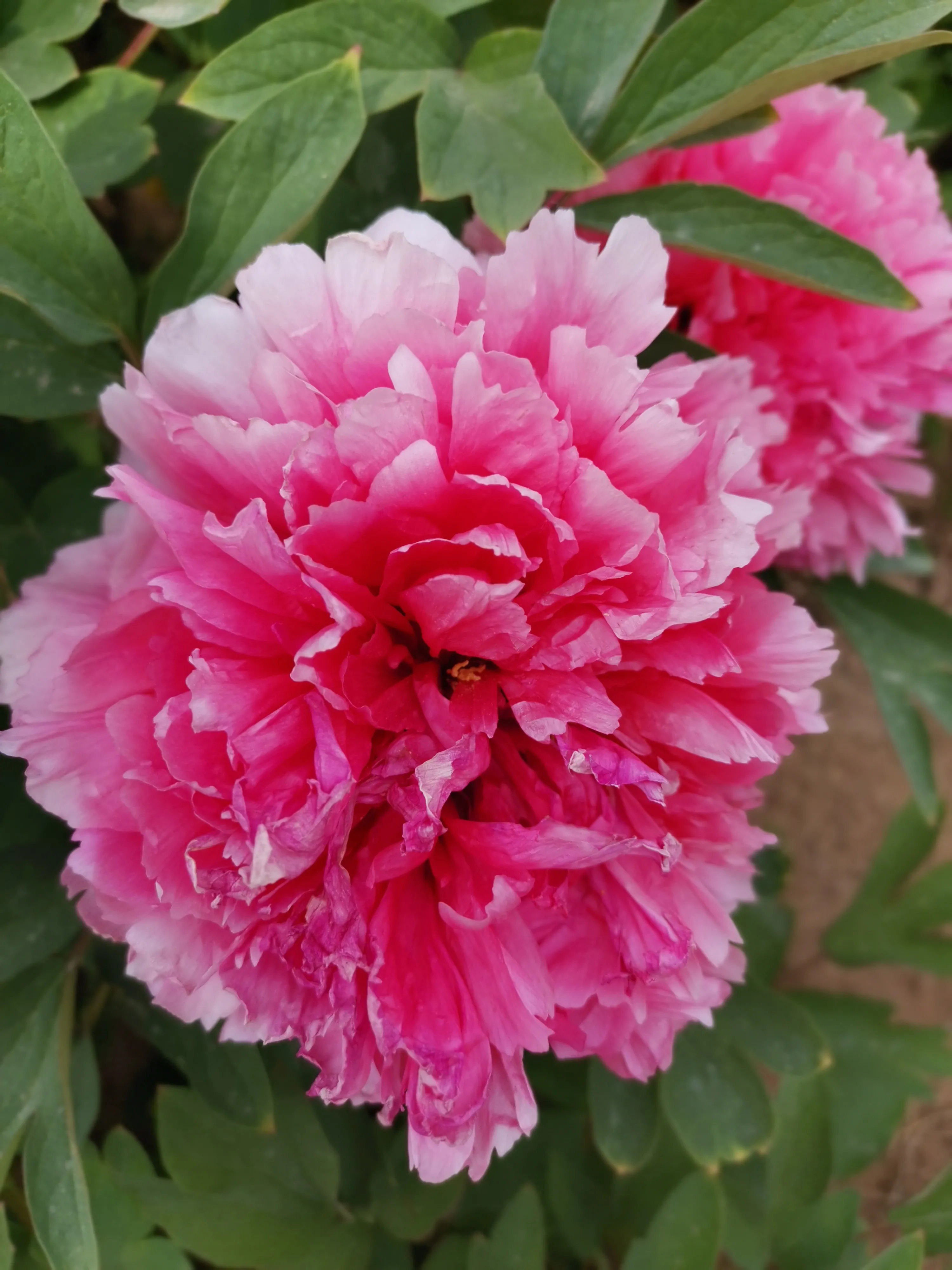 你手机里记录春天最美的照片有吗?怎么样?