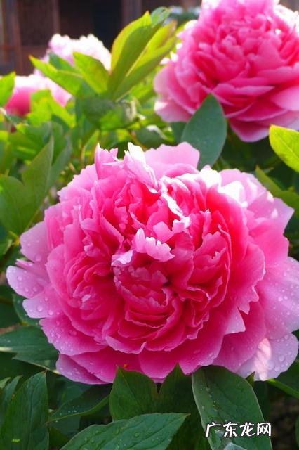 你手机里记录春天最美的照片有吗?怎么样?